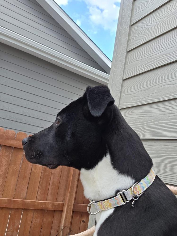 Jet, Adoptable, Puppy Male Terrier.