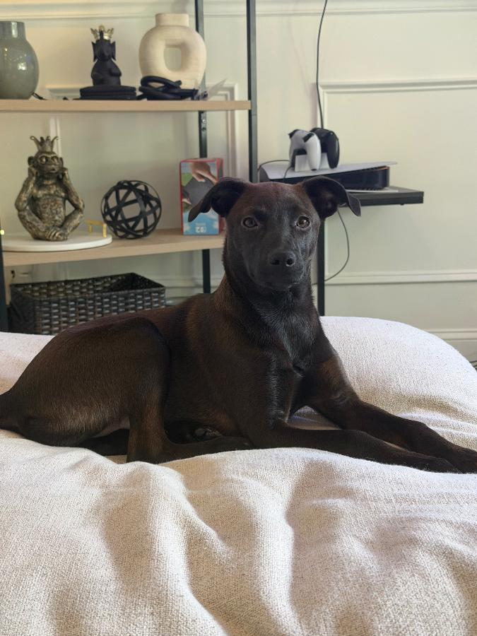 Rose, Adoptable, Puppy Female Mixed Breed.