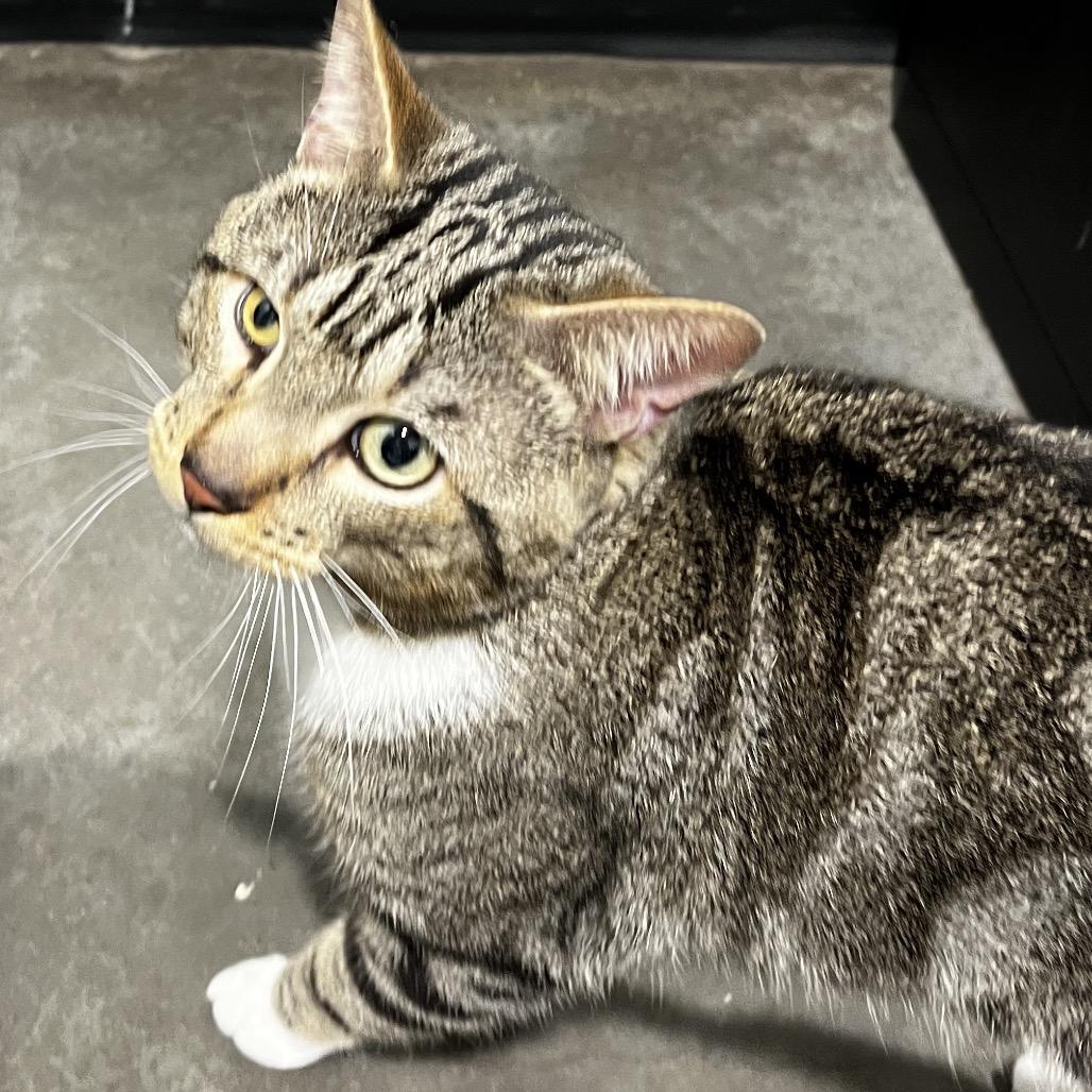 Boba, Adoptable, Adult Male Domestic Short Hair & Domestic Short Hair.