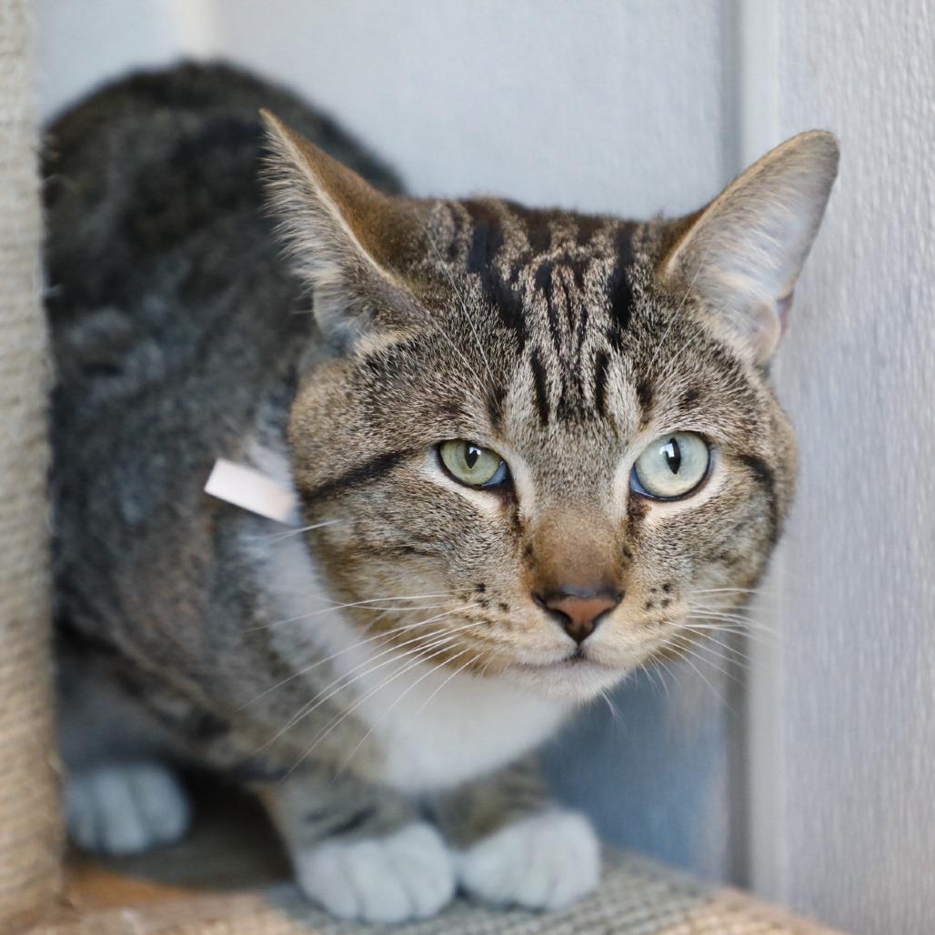 Enlarge Boba, a Adoptable mixed breed in Tampa, FL image 2/2