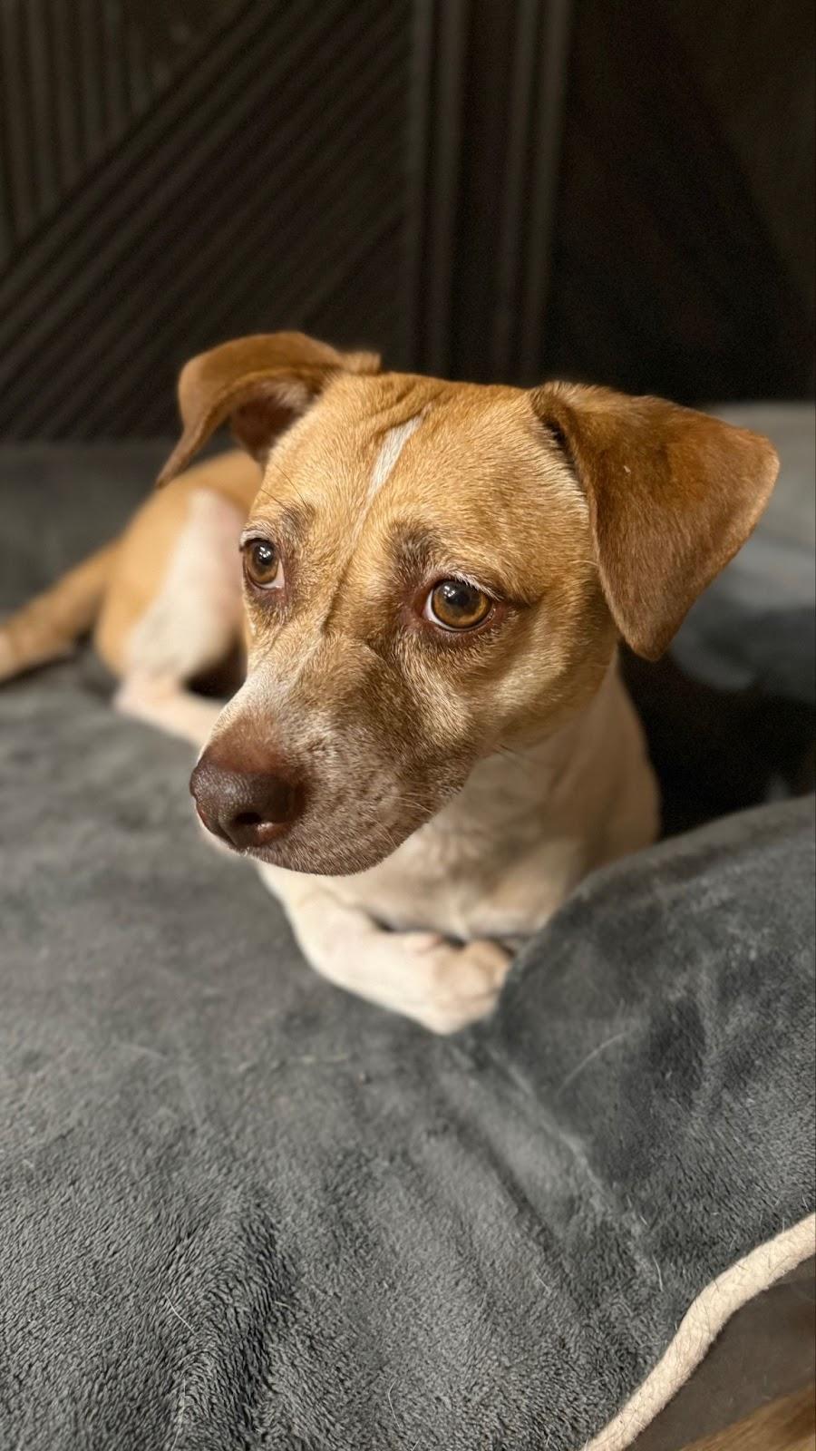 Enlarge Pierre, a Adoptable mixed breed in Littleton, CO image 1/2