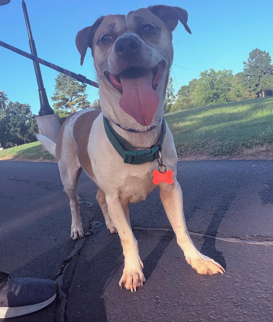 Enlarge Pierre, a Adoptable mixed breed in Littleton, CO image 2/2