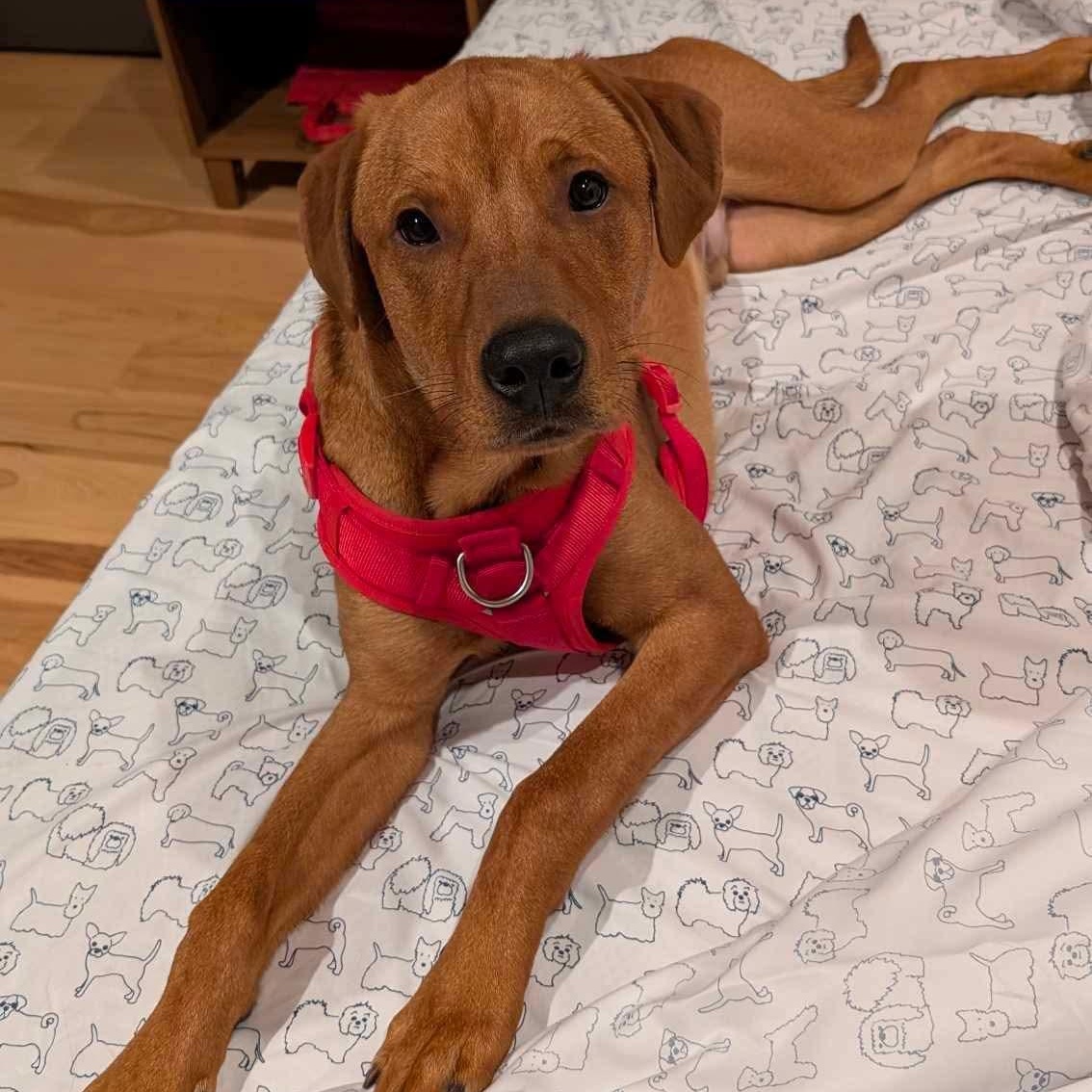 Enlarge Nicholas, a Adoptable mixed breed in Wilmington, DE image 5/6