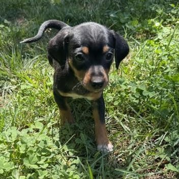 Enlarge Keeley, a ADOPTABLE mixed breed in Midlothian, VA image 3/6