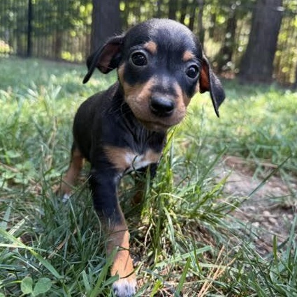 Enlarge Keeley, a ADOPTABLE mixed breed in Midlothian, VA image 1/6