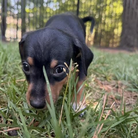 Enlarge Keeley, a ADOPTABLE mixed breed in Midlothian, VA image 4/6