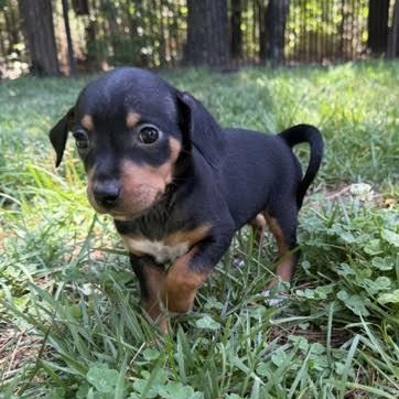 Enlarge Keeley, a ADOPTABLE mixed breed in Midlothian, VA image 2/6