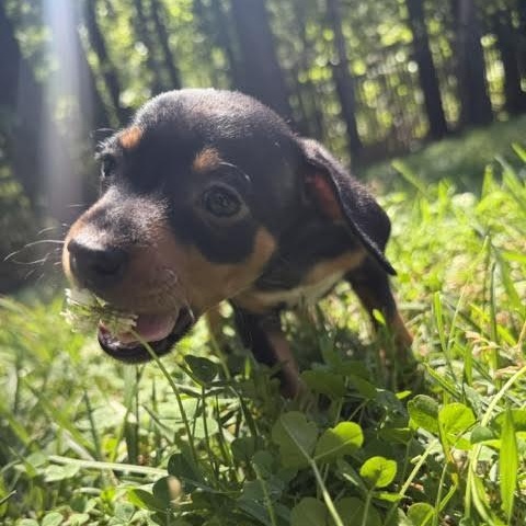 Enlarge Keeley, a ADOPTABLE mixed breed in Midlothian, VA image 6/6