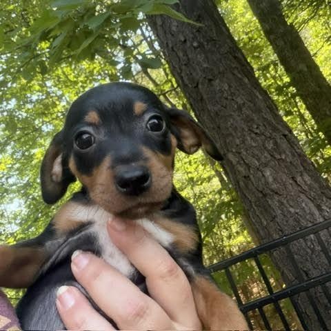 Enlarge Keeley, a ADOPTABLE mixed breed in Midlothian, VA image 5/6