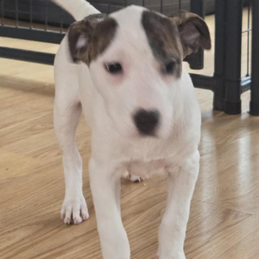 Enlarge Elen, a Adoptable Mixed Breed in Lima, OH image 1/2