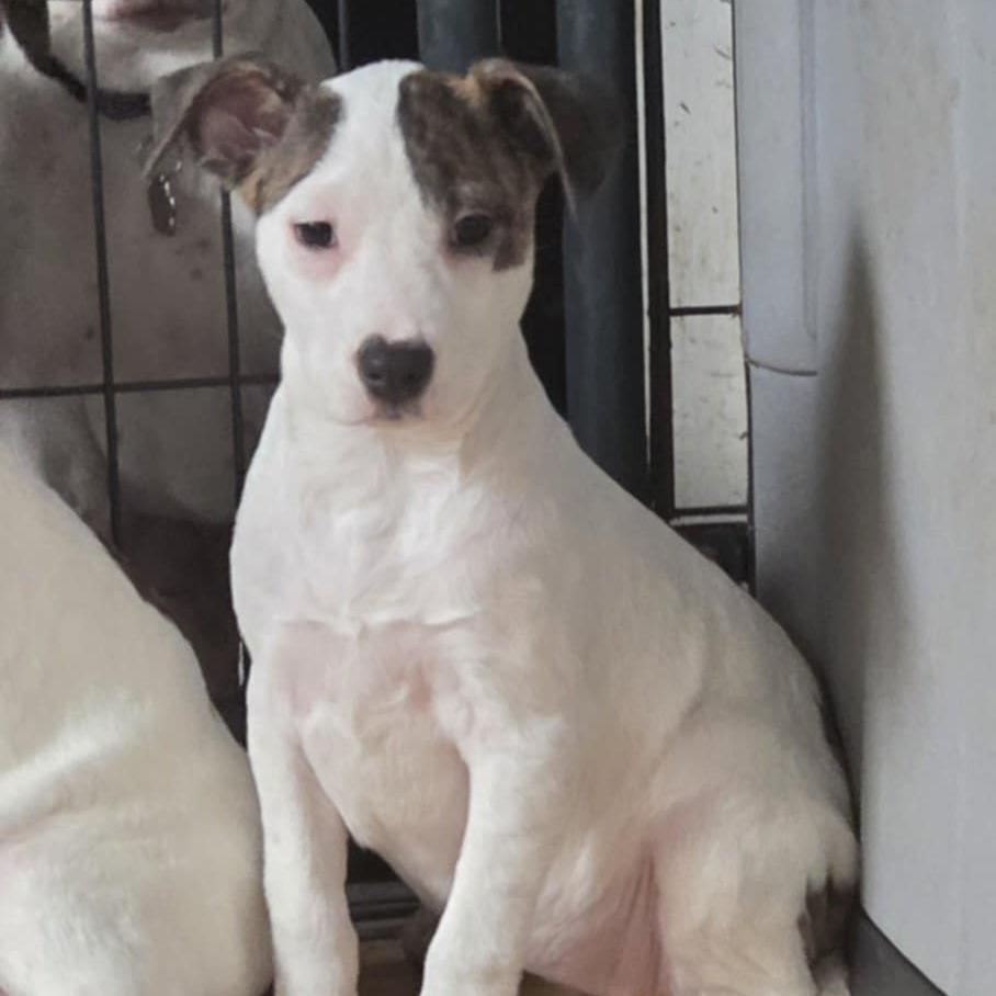 Enlarge Elen, a Adoptable Mixed Breed in Lima, OH image 2/2