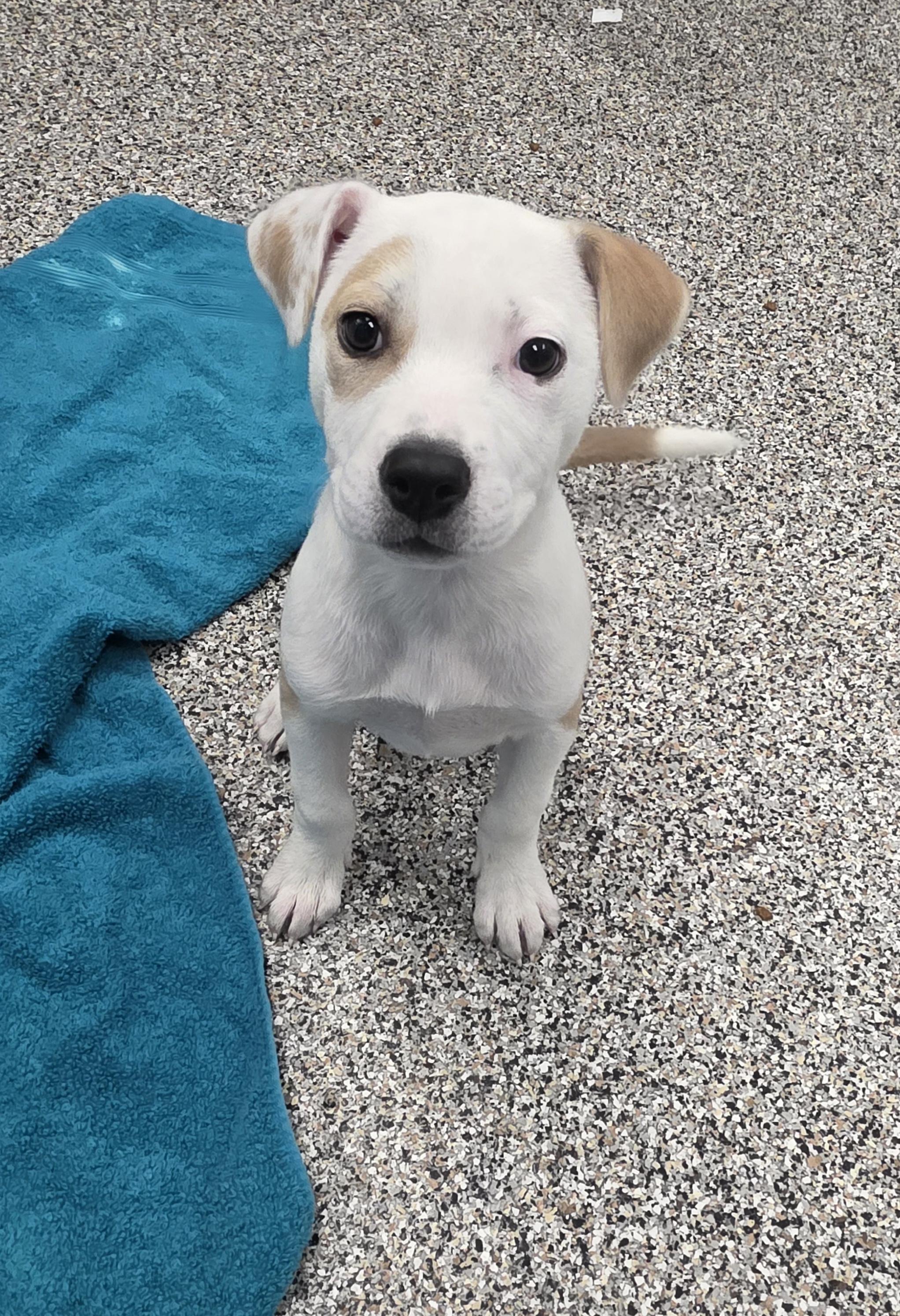 Tessa, ADOPTABLE, Puppy Female Australian Cattle Dog / Blue Heeler.