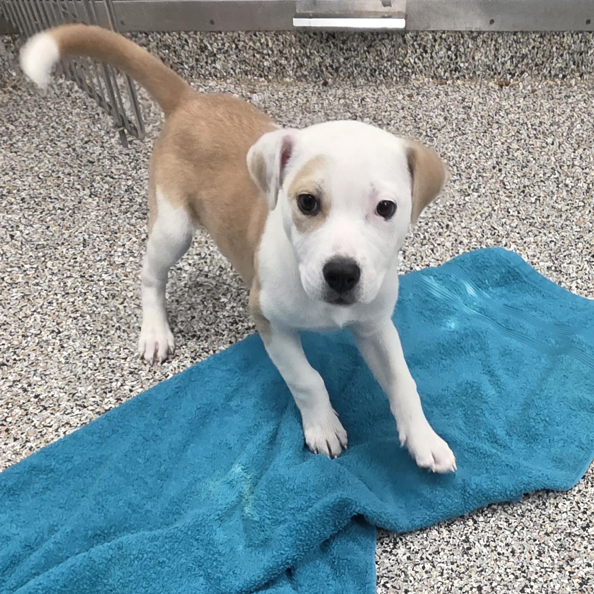 Tessa, a ADOPTABLE Australian Cattle Dog / Blue Heeler in Conifer, CO image 2/2