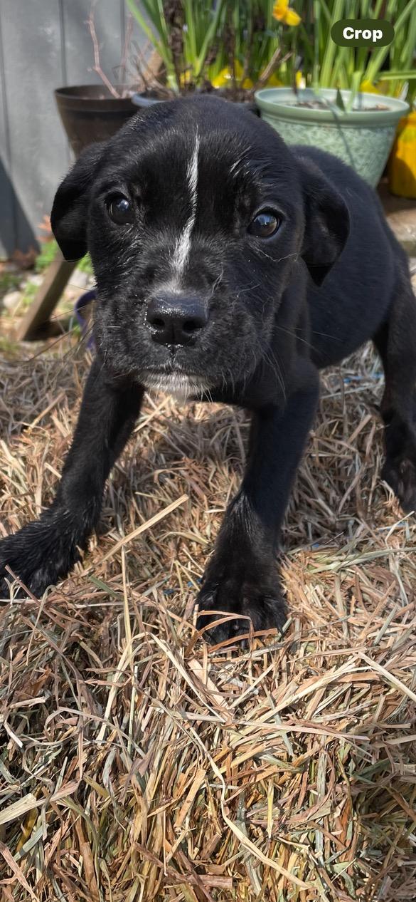 Enlarge Lolly, a ADOPTABLE mixed breed in Lincoln University, PA image 2/2