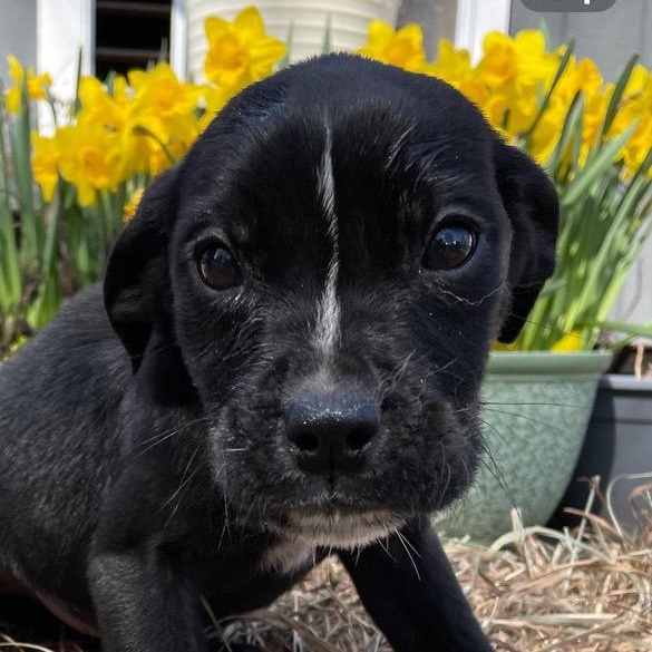 Enlarge Lolly, a ADOPTABLE mixed breed in Lincoln University, PA image 1/2