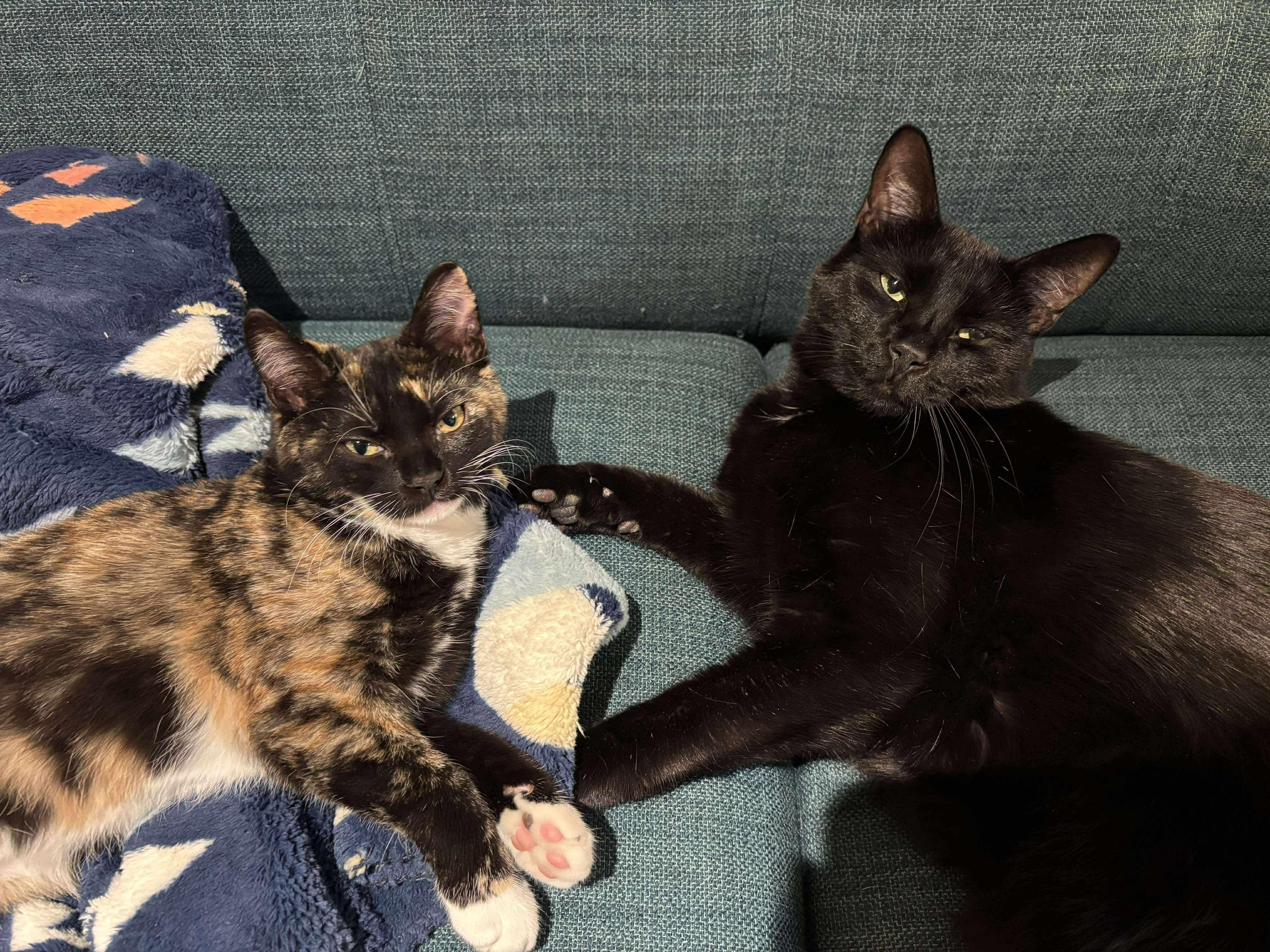 Enlarge Amy Pond, a ADOPTABLE mixed breed in Mechanicsburg, PA image 2/5