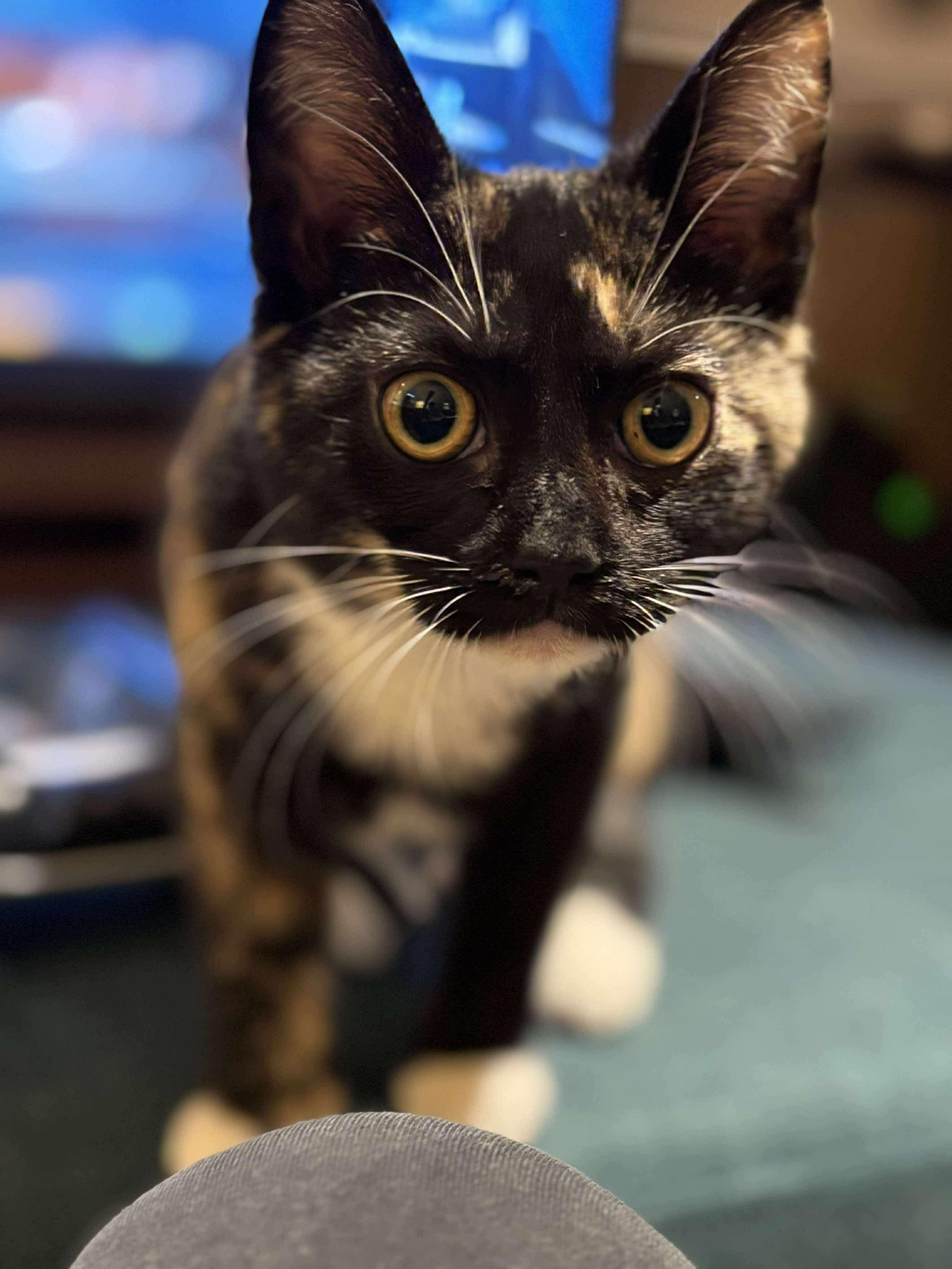 Enlarge Amy Pond, a ADOPTABLE mixed breed in Mechanicsburg, PA image 1/5