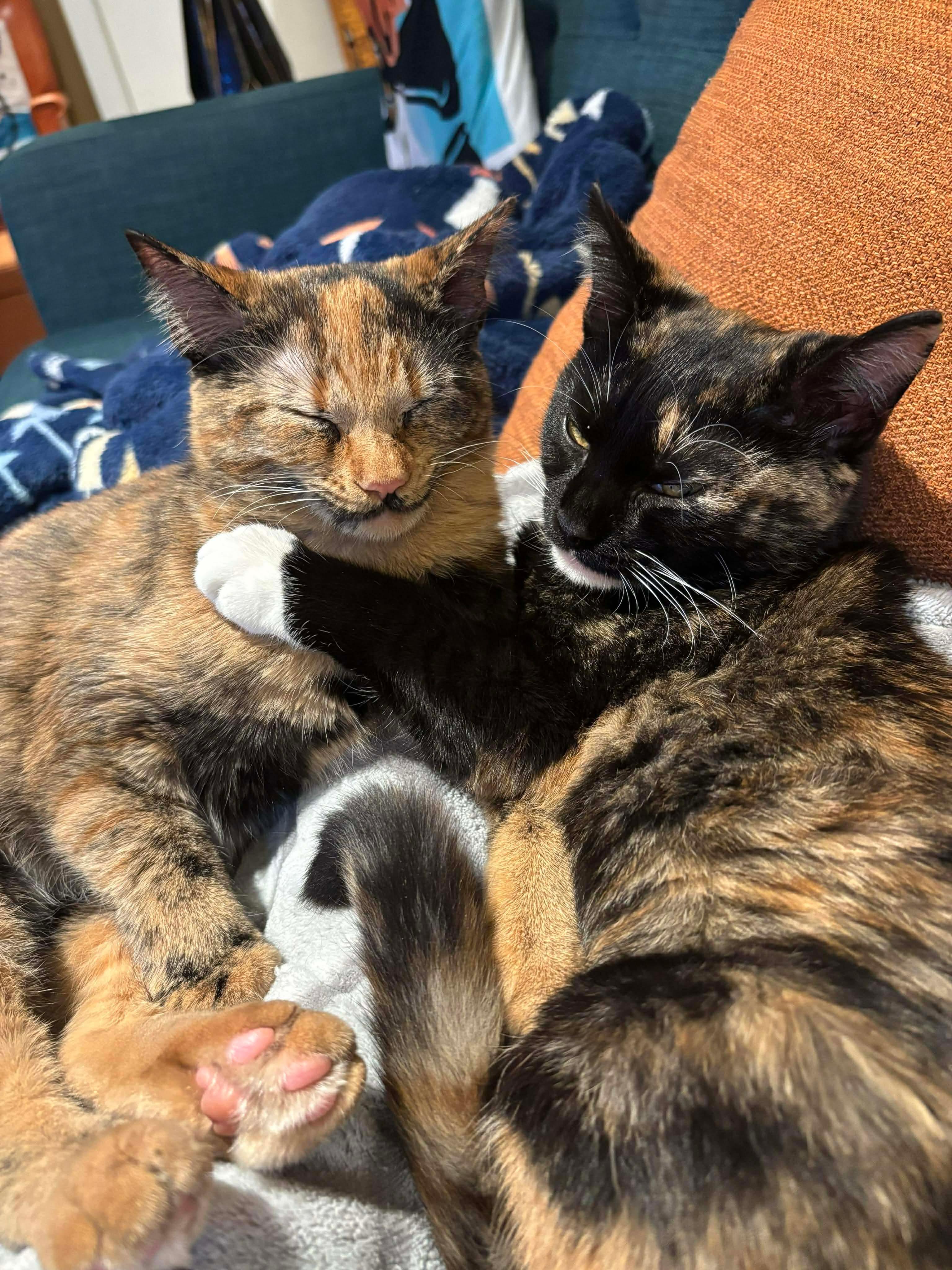 Amy Pond & Rose Tyler, adopted, Young Female Domestic Short Hair & Tortoiseshell.