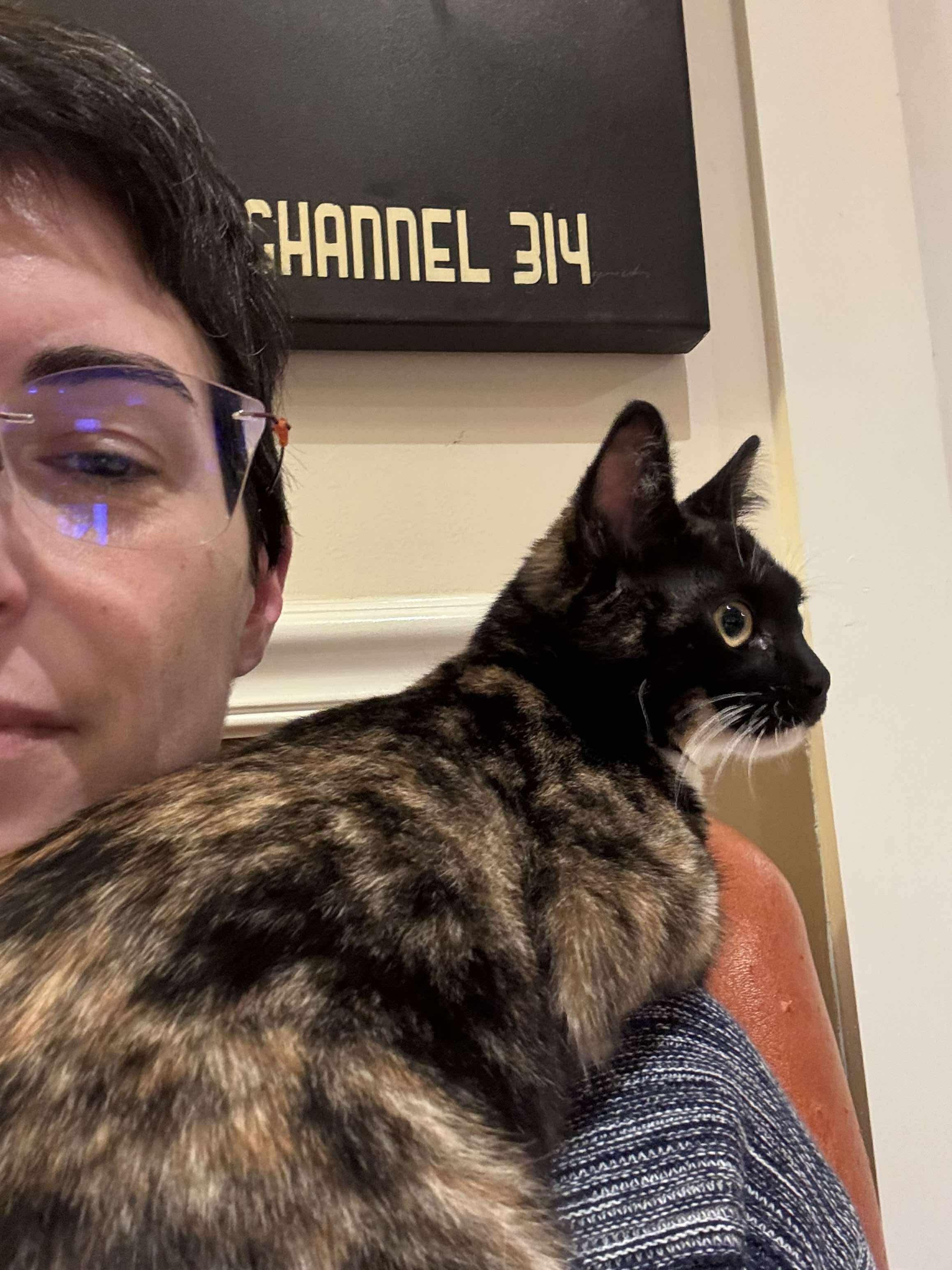 Enlarge Amy Pond, a ADOPTABLE mixed breed in Mechanicsburg, PA image 3/5