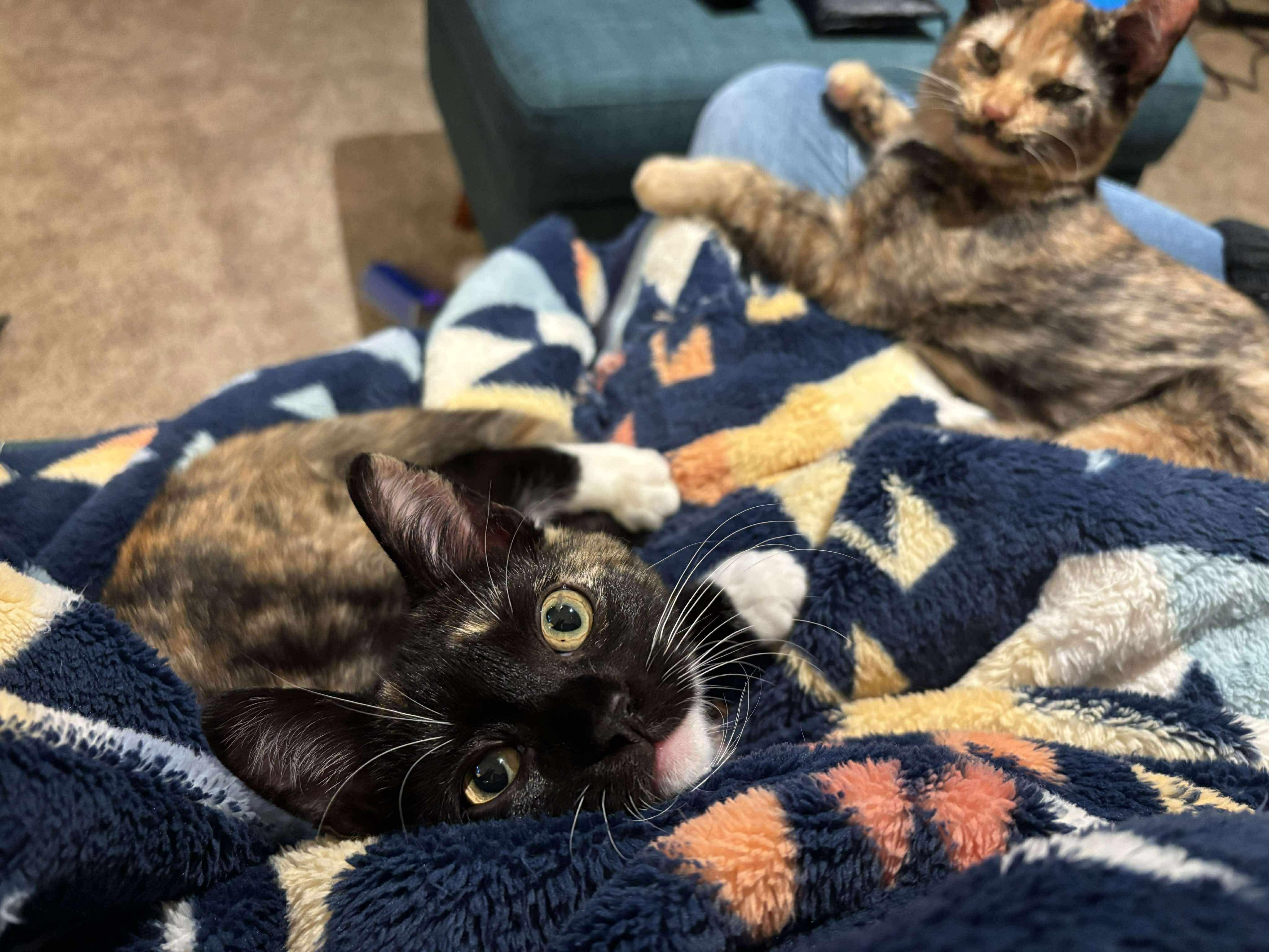 Enlarge Amy Pond, a ADOPTABLE mixed breed in Mechanicsburg, PA image 4/5