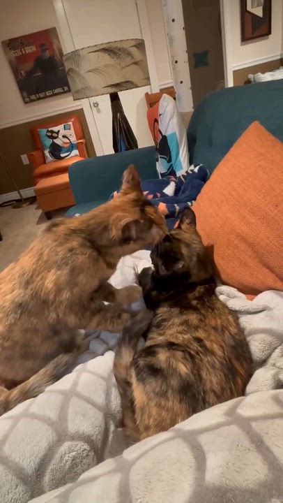 Enlarge Amy Pond & Rose Tyler, an adopted mixed breed in Mechanicsburg, PA video 6/6