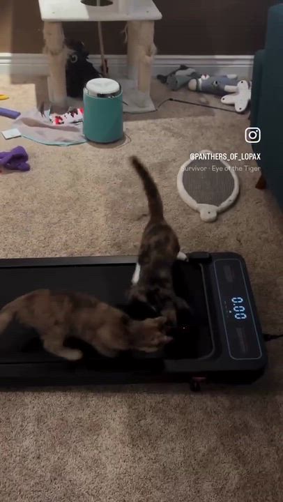 Enlarge Amy Pond, a ADOPTABLE mixed breed in Mechanicsburg, PA video 5/5