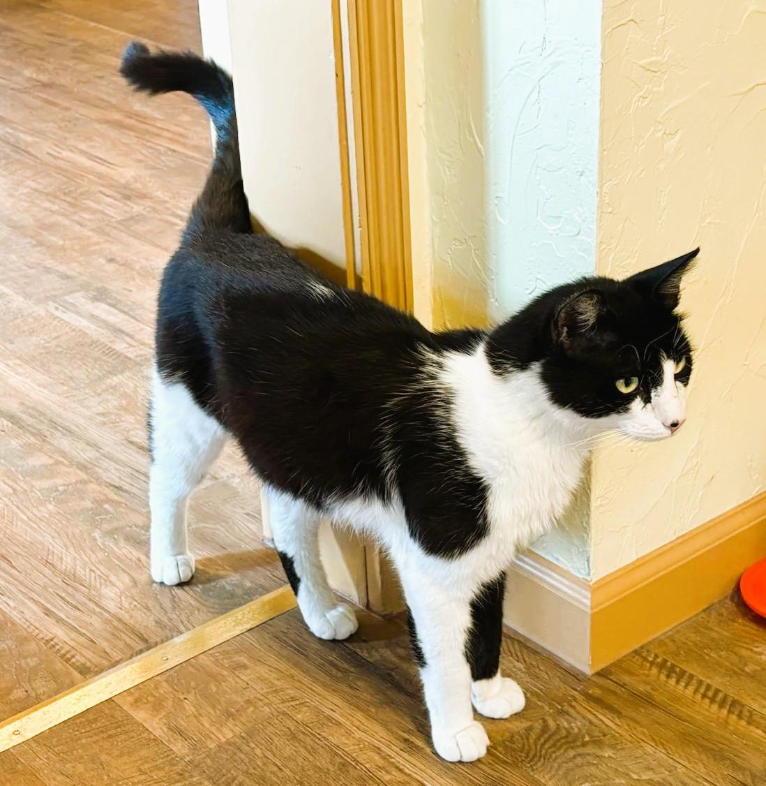FELIX