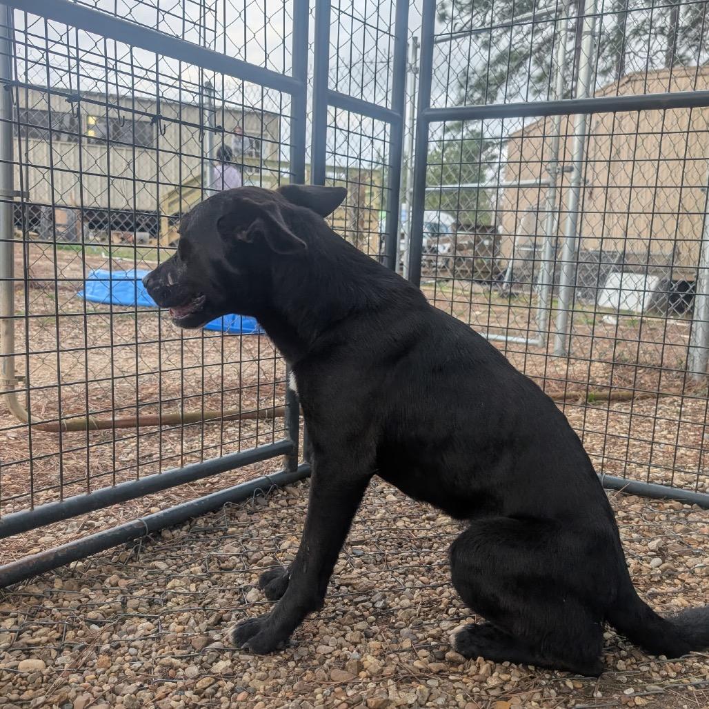 Speedbump, Adoptable, Young Male German Shepherd Dog & Mixed Breed.