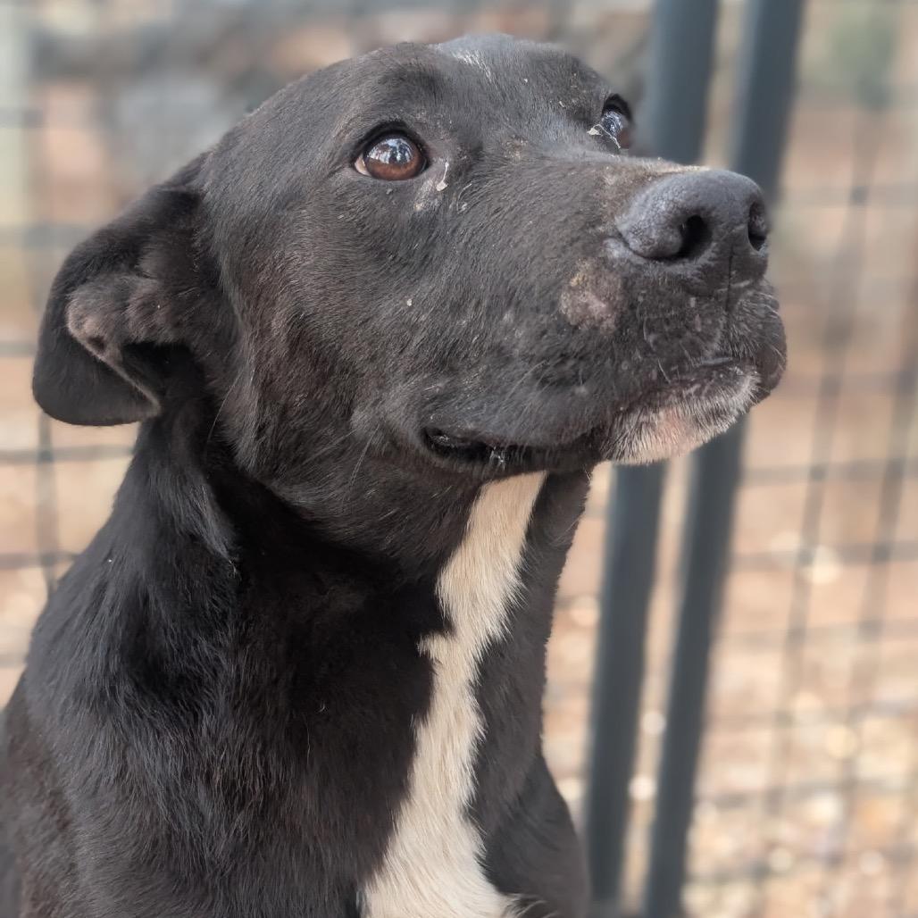 Enlarge Speedbump, a Adoptable mixed breed in Hattiesburg, MS image 2/3