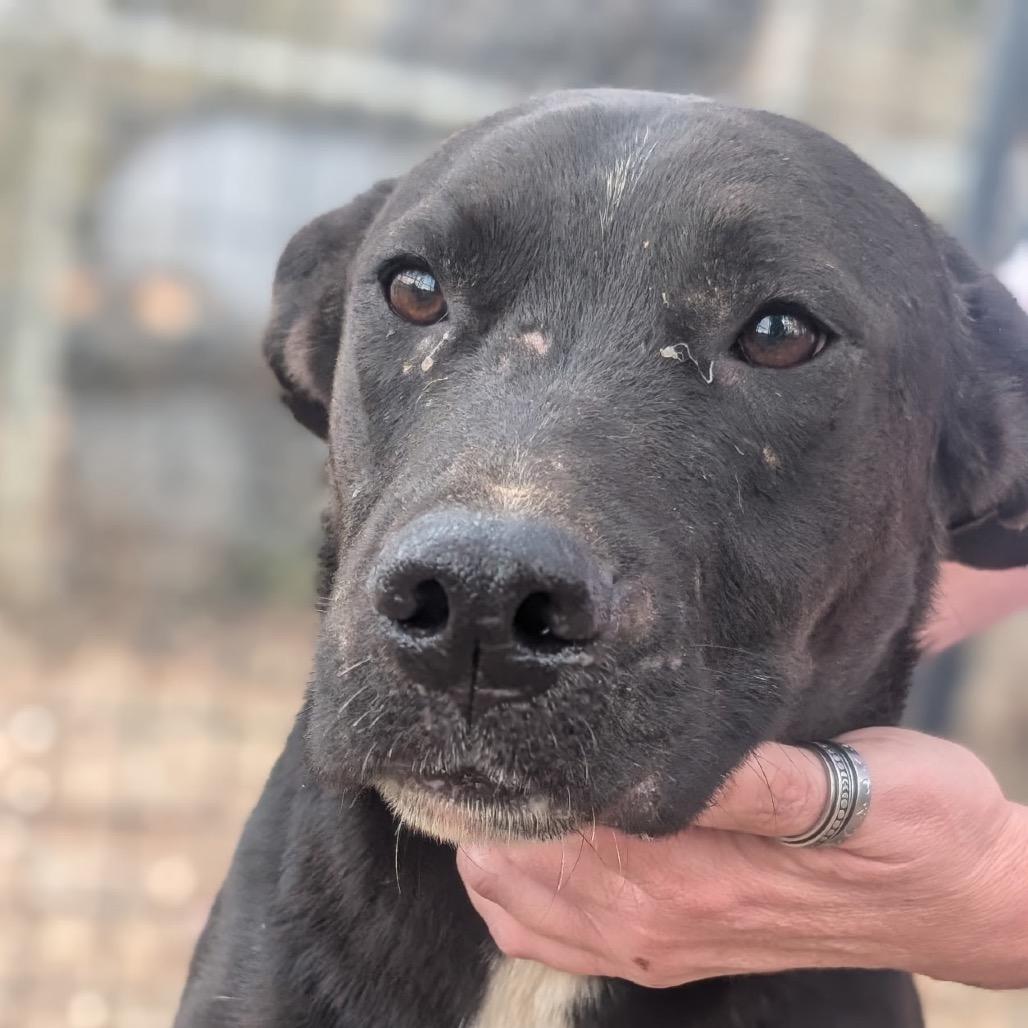 Enlarge Speedbump, a Adoptable mixed breed in Hattiesburg, MS image 3/3