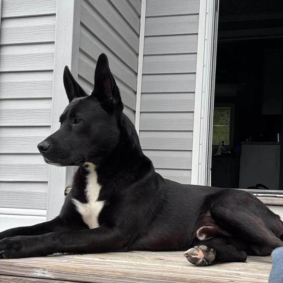Enlarge Speedbump, a Adoptable mixed breed in Hattiesburg, MS image 4/4