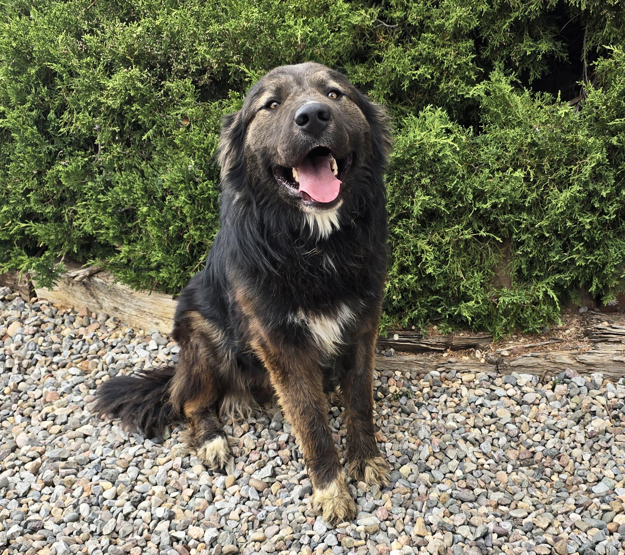 Enlarge Magnificent Mr Maki ~ GREAT Pyr Bernese !, an adopted mixed breed in Albuquerque, NM image 2/2