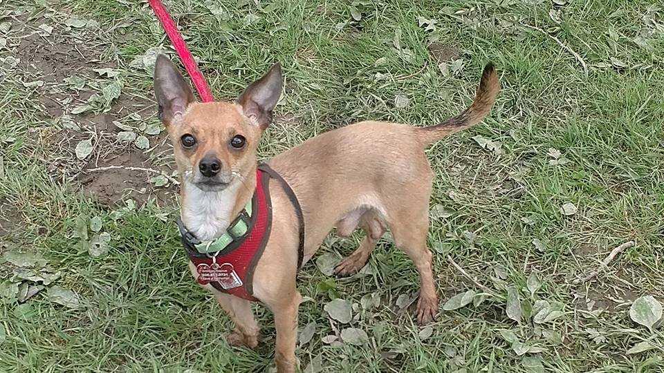 Enlarge Rupert, a Adopted mixed breed in Covington, WA image 1/6