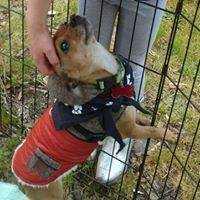 Enlarge Rupert, a Adopted mixed breed in Covington, WA image 2/6