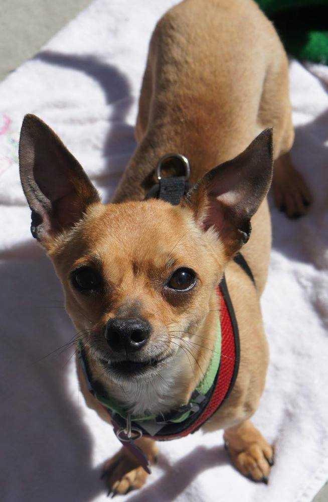 Enlarge Rupert, a Adopted mixed breed in Covington, WA image 3/6