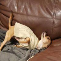 Enlarge Rupert, a Adopted mixed breed in Covington, WA image 4/6