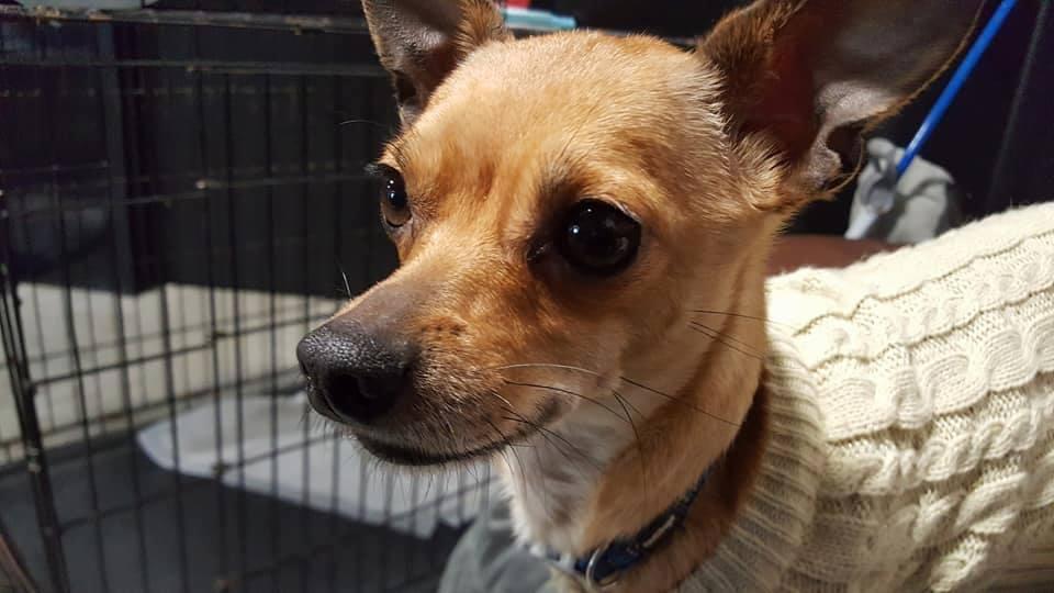 Enlarge Rupert, a Adopted mixed breed in Covington, WA image 5/6