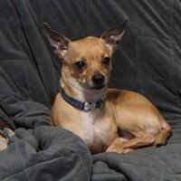 Enlarge Rupert, a Adopted mixed breed in Covington, WA image 6/6