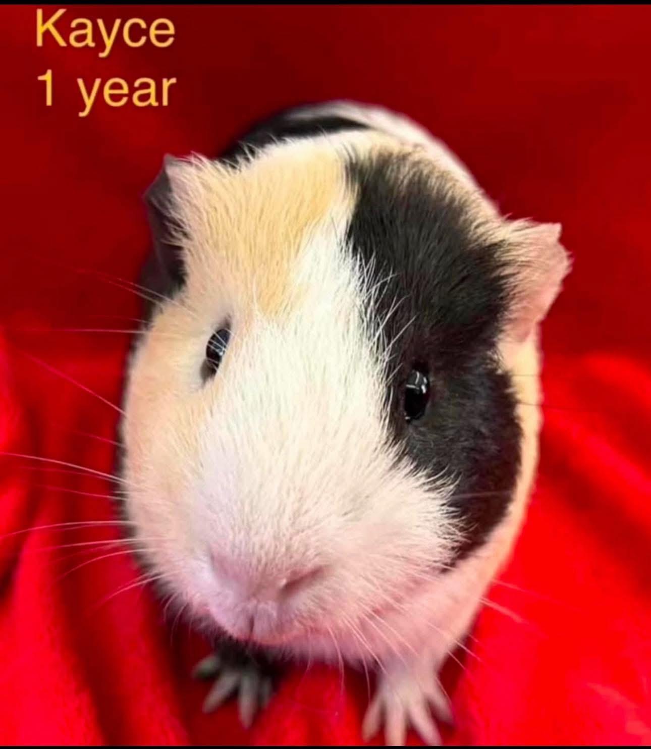 Kayce, Adopted, Young Male Short-Haired.