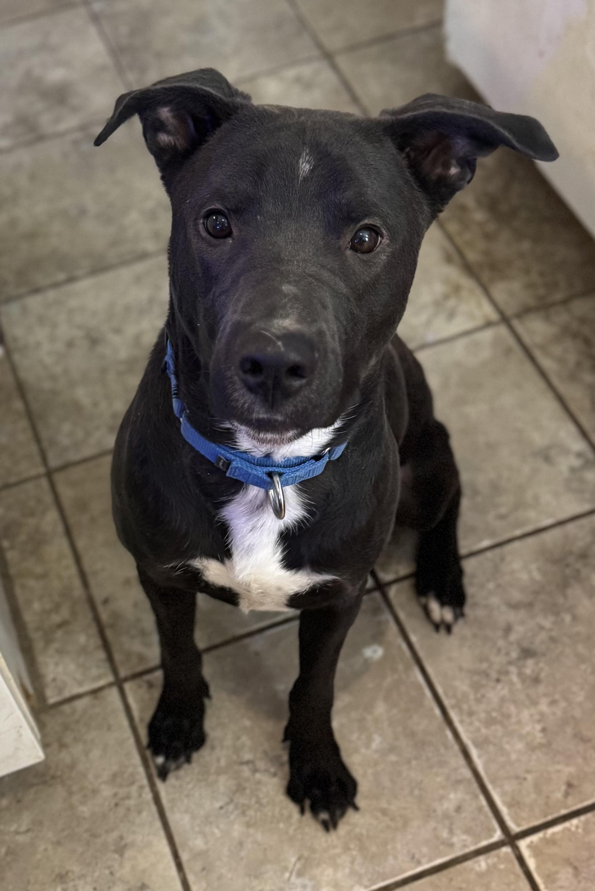 Enlarge Cadete, a Adoptable Mixed Breed in Vassalboro, ME image 1/1