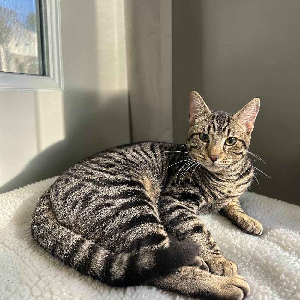 Enlarge Julep, a Adoptable Domestic Short Hair in Blanchard, OK image 1/1