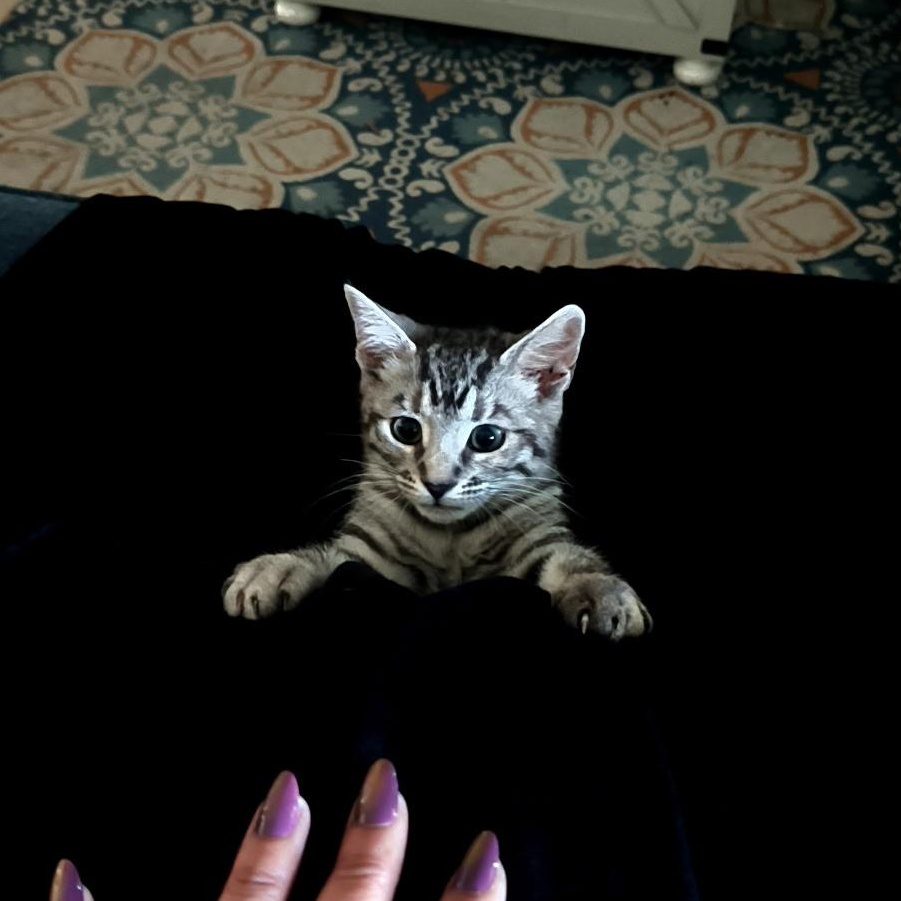 Sassy, Adoptable, Kitten Female Manx.