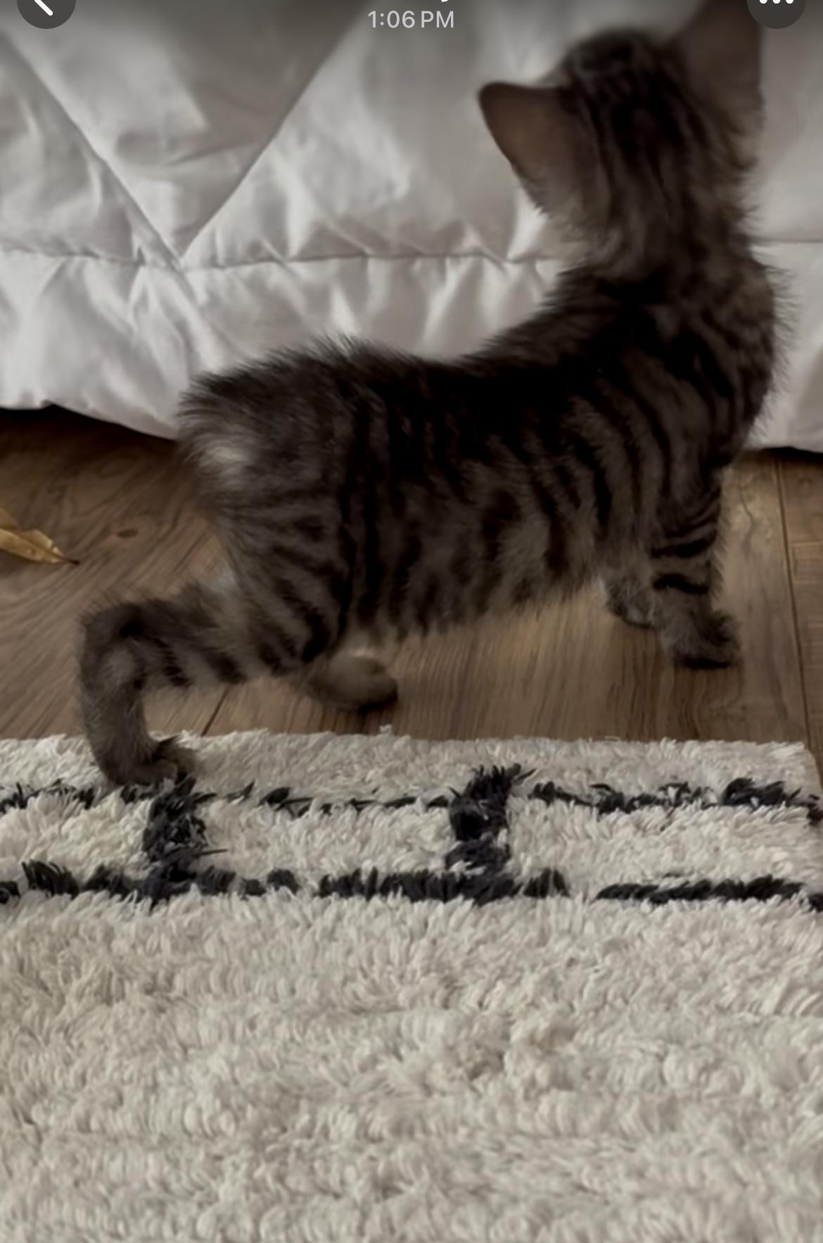 Sassy, Adoptable, Kitten Female Manx.