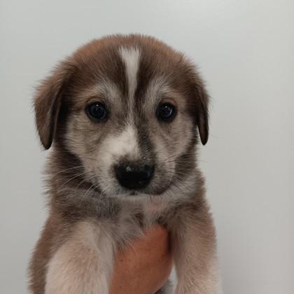 Snickerdoodle — thumbnail 2