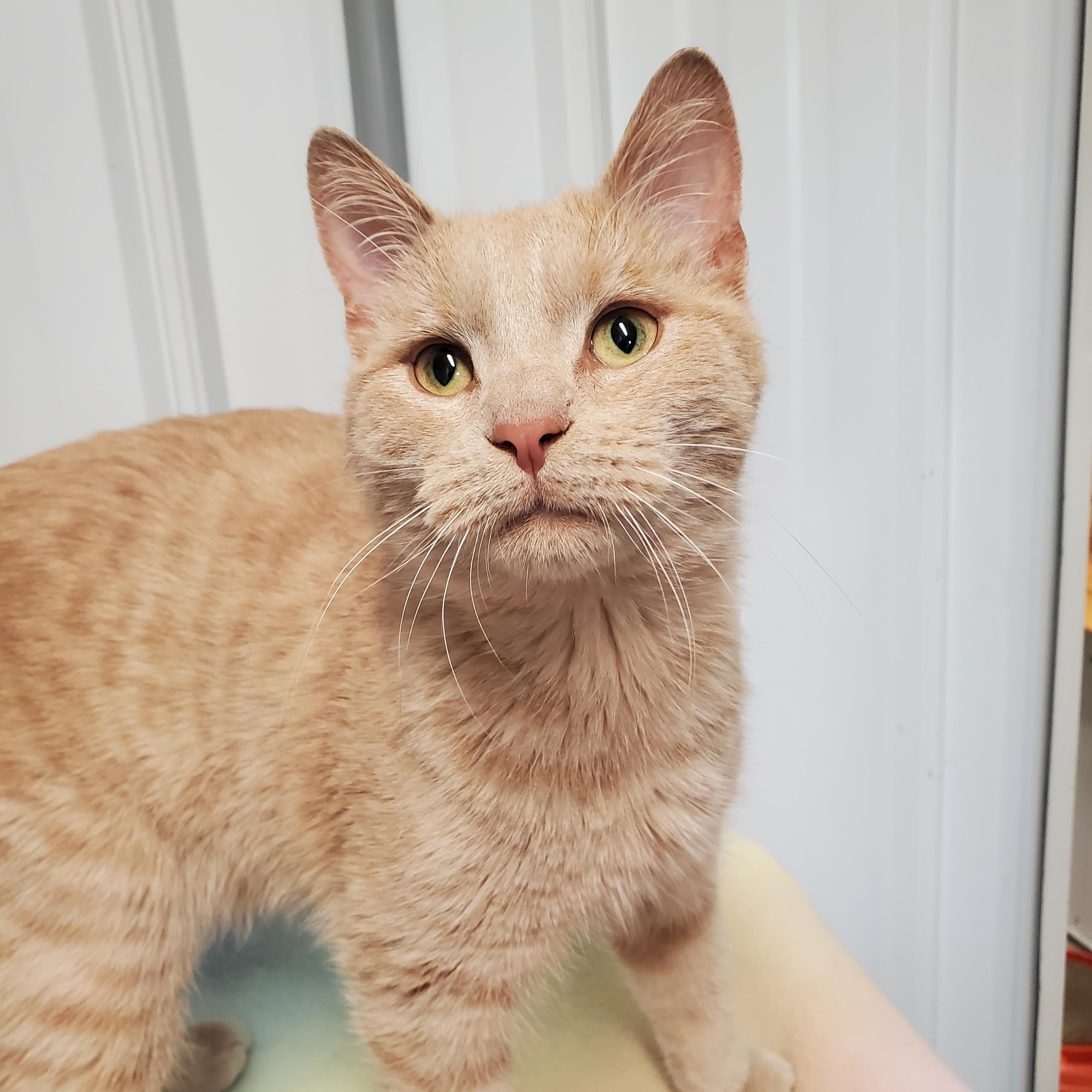 Dave, ADOPTABLE, Young Male Domestic Short Hair.