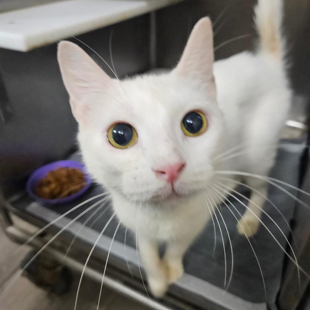 Enlarge Silver Bell 2025, an adopted Domestic Short Hair in South Houston, TX image 1/1