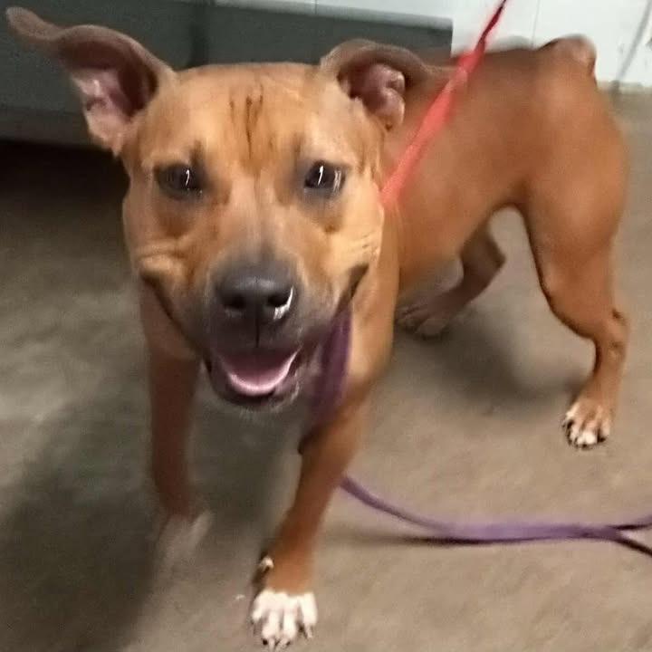 Enlarge Holly, a Adoptable Pit Bull Terrier in Beaumont, TX image 1/1