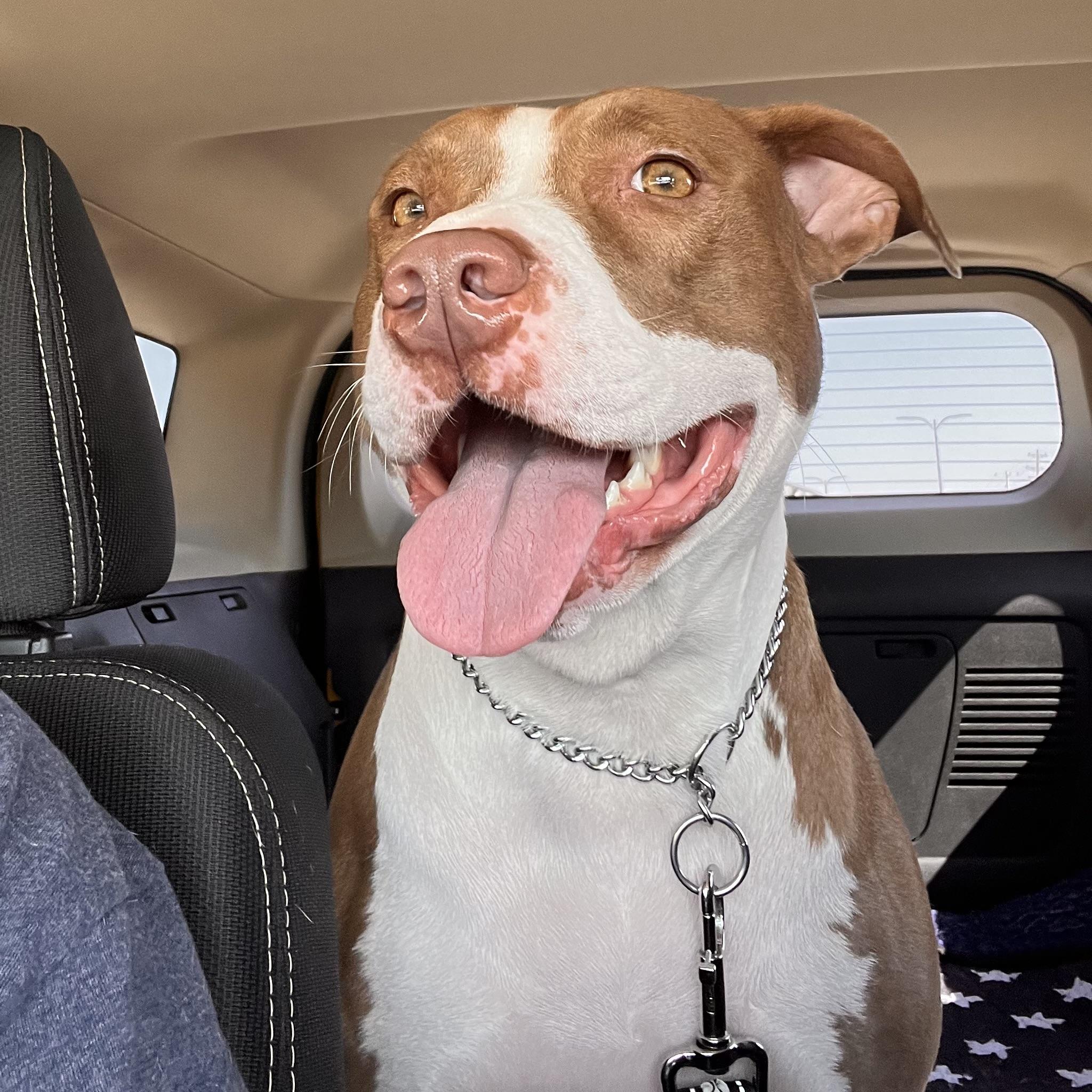 Bandit, a Adoptable mixed breed in Cross Roads, TX image 1/6