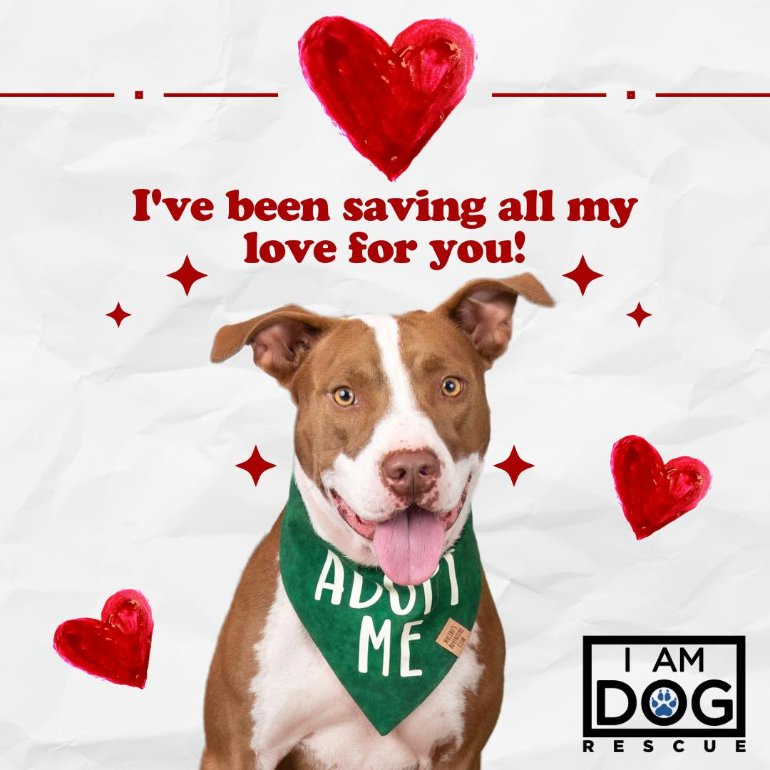 Bandit, a Adoptable mixed breed in Cross Roads, TX image 1/6