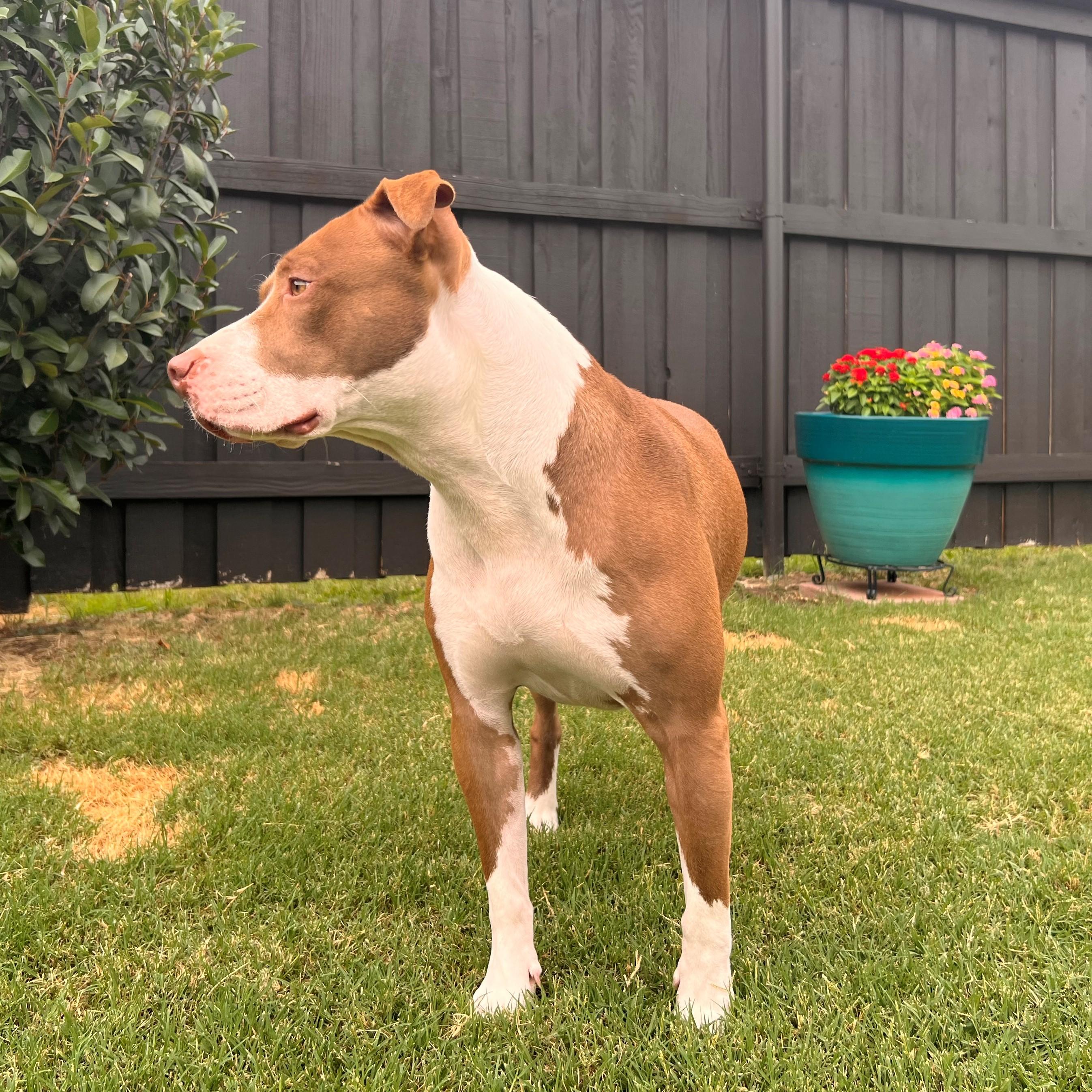 Bandit, a Adoptable mixed breed in Cross Roads, TX image 2/6